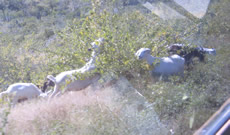 Goats Baja Highway
