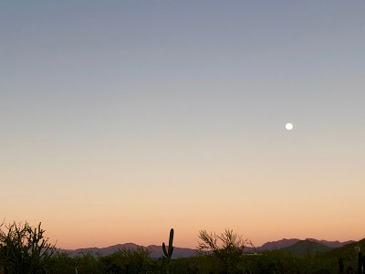 Baja night cactus