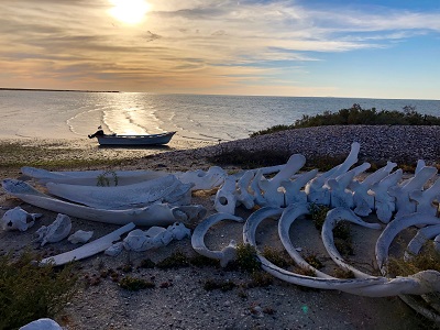 Map of San Ignacio Lagoon - Baja Ecotours