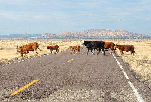 Cows Mexico