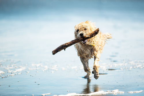 what do you need to take a dog across the us border