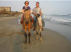 Acapulco horses
