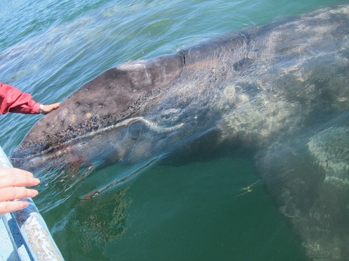 Baja whale
